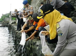 Sembunyikan Benur Lobster di Dalam Jaket, Pria Ini Diamankan