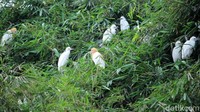 Burung kuntul berbulu putih dengan paruh hitam dan blekok berbulu putih kemerahan dengan ukuran badan lebih kecil dibandingkan burung kuntul.