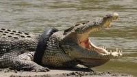 Agar buaya dapat segera tertangkap sebelum ia tumbuh semakin besar yang dikhawatirkan dapat mencekik tubuhnya dan mati. Foto: Antara Foto/Mohamad Hamzah/via REUTERS