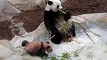 Debut Perdana Yuan Meng, Bayi Panda Pertama di Prancis