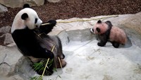 Yuan Meng, yang dalam bahasa Cina artinya mewujudkan mimpi menjadi kenyataan, merupakan bintang dalam atraksi di kebun binatang Beauval yang berada di Prancis bagian tengah.