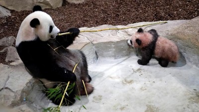 Debut Perdana Yuan Meng, Bayi Panda Pertama di Prancis