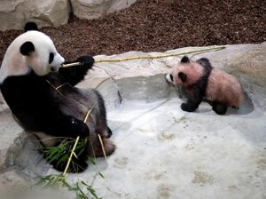 Panda-panda Berpelukan di Salju, Lucu Banget!