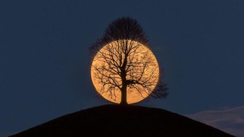 Pohon membayangi bulan purnama. Foto: brightside