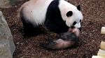 Debut Perdana Yuan Meng, Bayi Panda Pertama di Prancis