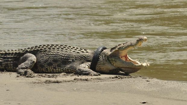 Buaya berkalung ban di Sungai Palu