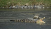 Sudah lebih dari satu tahun buaya tersebut dalam posisi tersangkut.Foto: dok. Caters News Agency