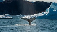 Tahukah kamu, lautan Greenland juga menjadi habitat paus (Karsten Bidstrup/I Love Greenland/ Facebook)