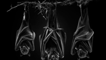 Pemenang kategori Wildlife (profesional). The Sect karya Pedro Jarque (Peru).  Foto: Monochrome Photography Awards