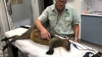 Ahli fauna asal Australia, Nick de Vos mengatakan, spesies tersebut memang umum ada di Sydney. Namun sangat langka untuk ditemukan di lanskap perkotaan. Foto: dok. NSW Police