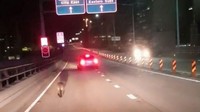 Dia melompat-lompat di jalanan dekat jembatan hingga masuk ke jalan tol. Foto: dok. NSW Police
