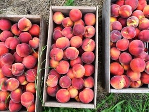 Australia Kekurangan Tenaga Kerja Pemetik Buah