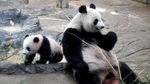 Debut Perdana Yuan Meng, Bayi Panda Pertama di Prancis