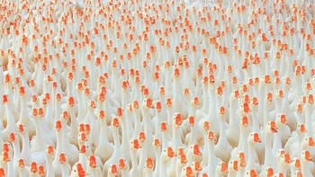 Berapa jumlah angsa di foto ini? Foto: brightside