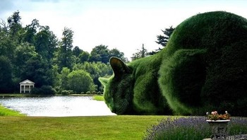 Pohon yang dibentuk seperti kucing. Foto: brightside