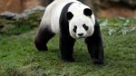 Debut Perdana Yuan Meng, Bayi Panda Pertama di Prancis