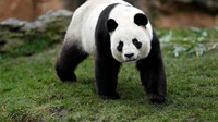 Dalam upacara pemberian nama bayi panda, Brigitte Macron, ibu baptis panda, mengatakan hewan ini merupakan simbol hubungan bersejarah antara Prancis dan Cina. 