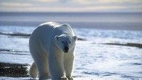 Saat mendaki dan trekking, bisa melihat lanskap pegunungan es dan kalau beruntung bisa melihat beruang (Magnus Elander/Visit Greenland)