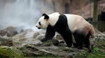 Debut Perdana Yuan Meng, Bayi Panda Pertama di Prancis