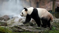 Panda masuk dalam kategori hewan terancam punah pada 1980an, namun upaya konservasi telah meningkatkan jumlah populasinya. 