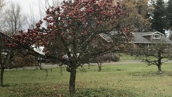 Pohon apel tanpa daun. Foto: brightside