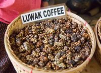 Lebih Dulu Dimakan Luwak, Bagaimana Rasa Biji Kopi yang Dijual Mahal Ini?