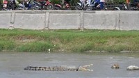 Warga setempat menemukan buaya tersebut sudah dalam posisi nyangkut. Foto: AFP PHOTO / ARFA