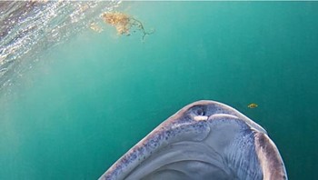 Ketika hiu paus senyum. Foto: brightside