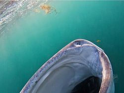 Kumpulan Foto Kece Tanpa Bantuan Photoshop