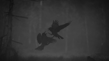 Pemenang kategori Wildlife (amatir). Friction karya Olli Immonen (Finlandia).  Foto: Monochrome Photography Awards