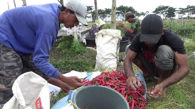 Petani terpaksa memanen dini cabai agar kerugian tak bertambah banyak