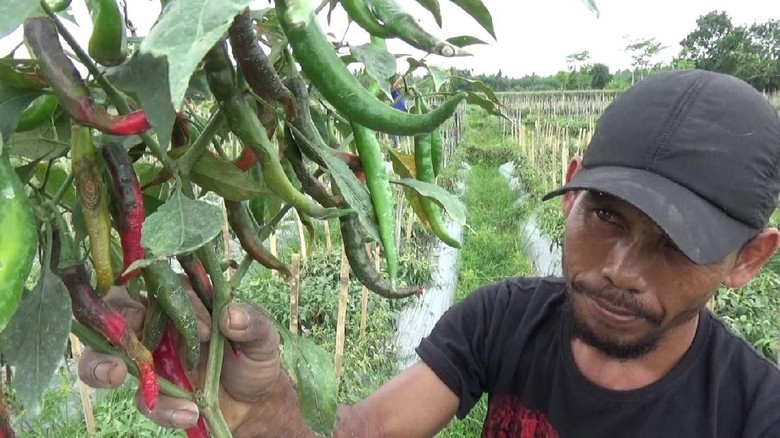 Petani Cabai Banyuwangi Merugi, Hujan Paksa Panen Lebih Dini Petani Cabai Banyuwangi Merugi, Hujan Paksa Panen Lebih Dini