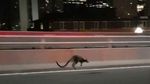 Ini Walabi yang Bikin Heboh di Sydney Harbour Bridge