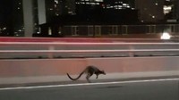 Walabi itu terlihat pada Selasa (16/1/2018) sekitar pukul 05.00 waktu setempat. Foto: dok. NSW Police