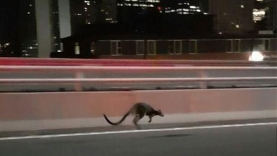 Ini Walabi yang Bikin Heboh di Sydney Harbour Bridge