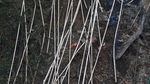 Penampakan Jembatan Ambruk di Kolombia yang Tewaskan 9 Orang