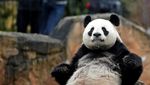 Debut Perdana Yuan Meng, Bayi Panda Pertama di Prancis