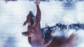 Tupai menyentuh air. Foto: brightside