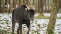 Anoa, hewan endemik dari Sulawesi juga bisa traveler temui di Kebun Binatang Chester. Anoa ini ukurannya cukup mungil, dibandingkan dengan hewan lain sejenisnya (Chester Zoo)