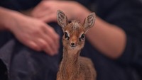 Lihat saja foto sejenis antelop mini (Madoqua kirkii) ini. Bayi dik-dik bernama Thanos ini terlihat imut dan menggemaskan. Ukurannya cuma 24 cm (Chester Zoo)