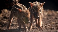Terakhir, ada bayi babi (Potamocherus porcus) dari Afrika ini. Inilah spesies babi Afrika yang paling kecil. Duh, unyu banget sih (Chester Zoo)
