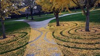 Joanna bilang, kalau karya seni yang dia buat hanya memanfaatkan daun-daun Ginkgo biloba yang dari sananya sudah cantik. Ternyata, daun-daun gugur ini, cantik juga ya kalau ditata (Joanna Hedrick/Instagram)
