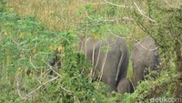 Foto: Menurut Husni, gajah yang melahirkan ini merupakan gajah yang pernah disorientasi dari Bengkalis ke kawasan Kota Dumai.(Dokumen Rimba Satwa) Foundation