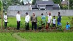 Susuri Sawah, Jokowi Cek Padat Karya Cash di Tasikmalaya