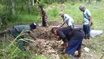 Foto: Kisah Tragis Orangutan di Berbagai Daerah di Indonesia