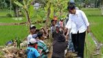 Susuri Sawah, Jokowi Cek Padat Karya Cash di Tasikmalaya
