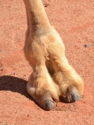 Yay or Nay? Pamer Lipatan Miss V Pakai Underwear Khusus Jadi Tren di Jepang