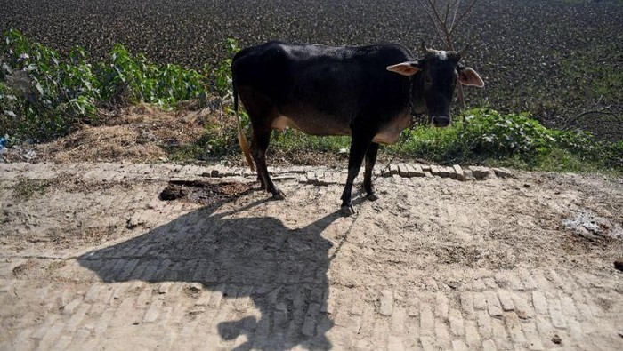 Sapi di India