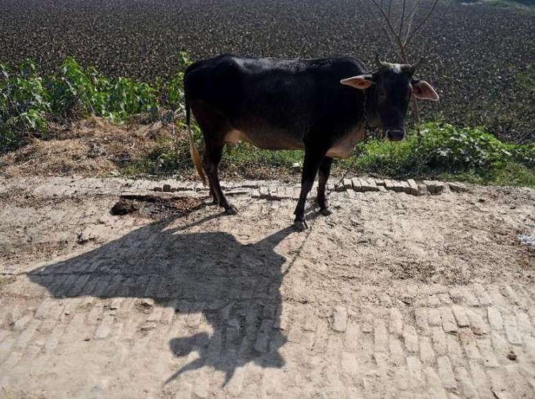 Napi di India akan Jalani Terapi Sapi, Ini Tujuannya Napi di India akan Jalani Terapi Sapi, Ini Tujuannya