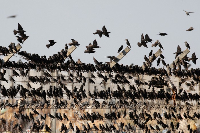 Migrating starlings are seen as they rest on a fence before murmuration in the sky near the village of Beit Kama in southern Israel January 16, 2018. REUTERS/Ronen Zvulun